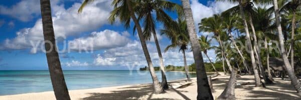 Fotobehang Palmbomen op het strand