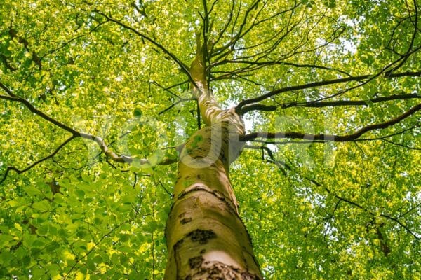 Fotobehang Lenteboom