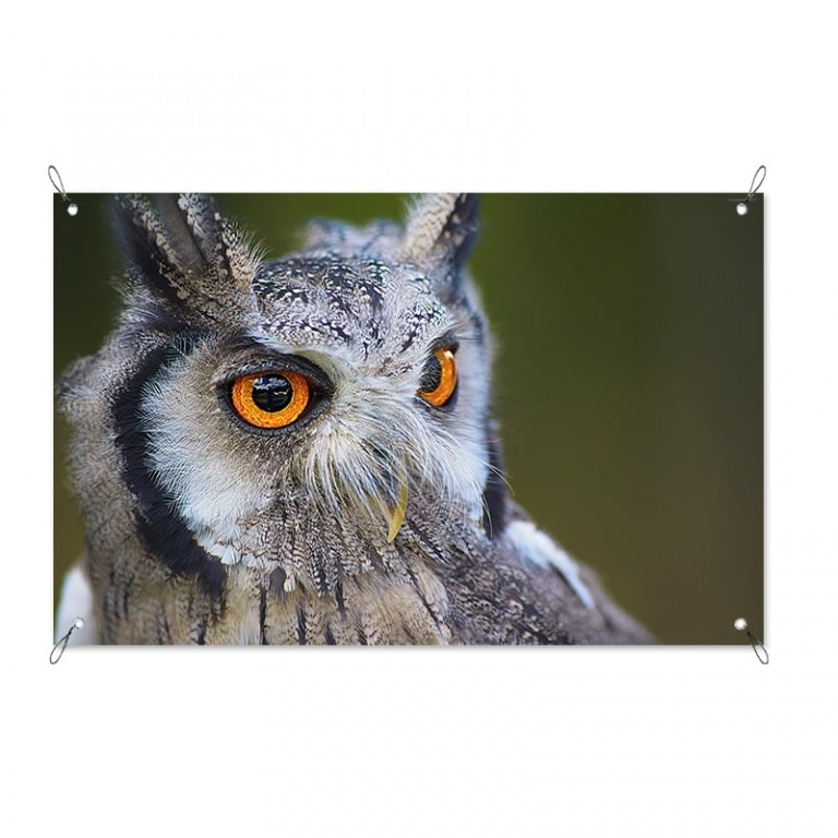 Tuinposter Uil