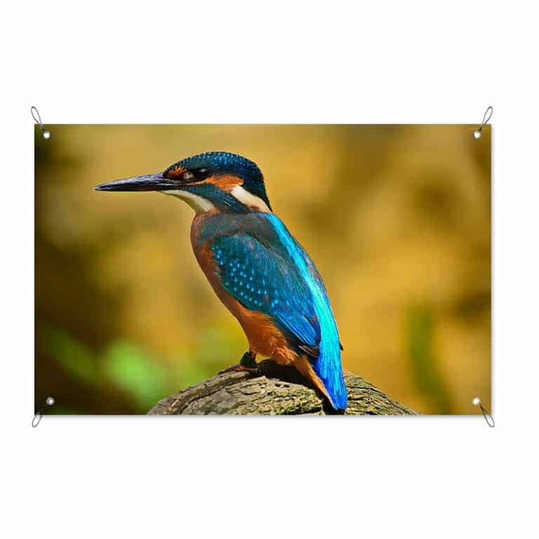 Tuinposter IJsvogel
