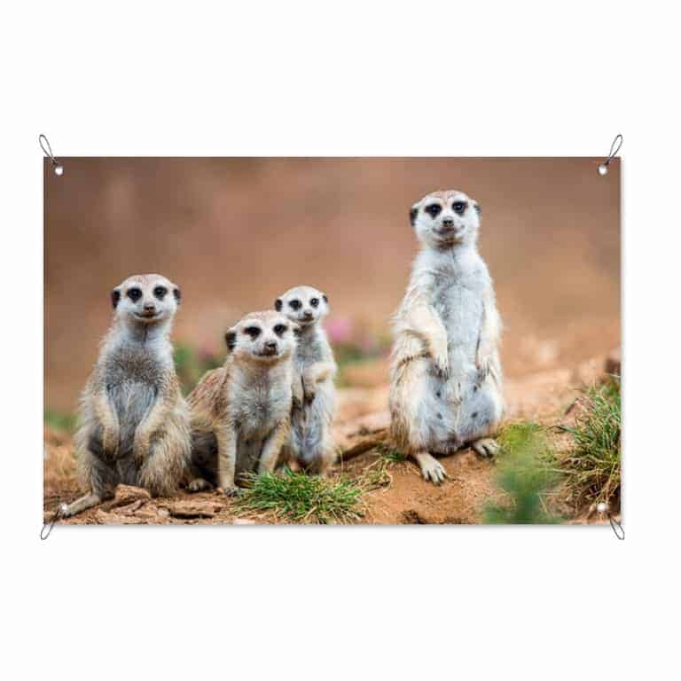 Tuinposter stokstaartjes