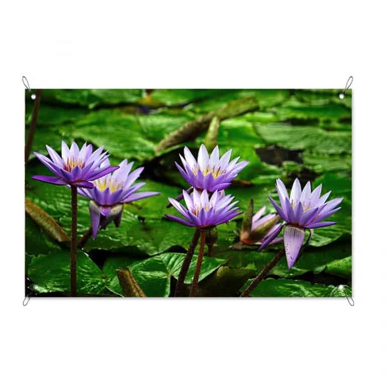 Tuinposter waterlelie