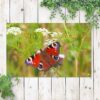 Tuinposter Rode vlinder 1