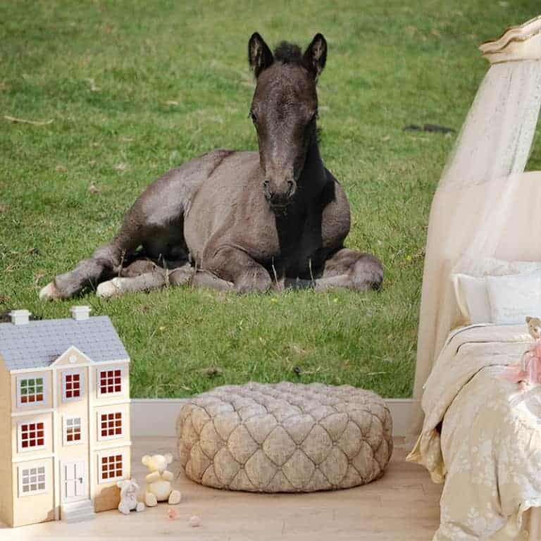 Fotobehang veulen in het gras 2