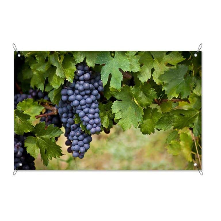 Tuinposter Druiven aan tak