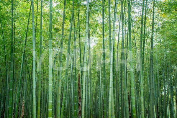 Fotobehang Groen bamboe bos