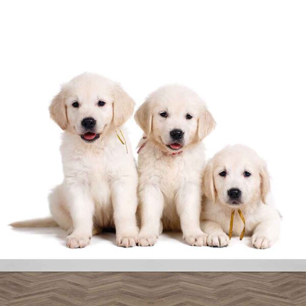 Fotobehang Labrador puppies