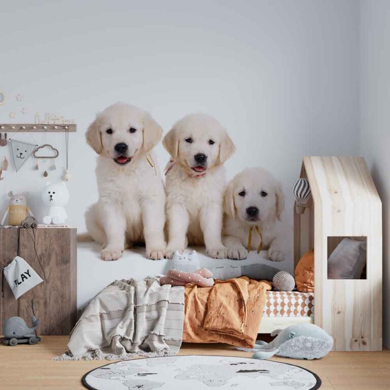 Fotobehang Labrador puppies