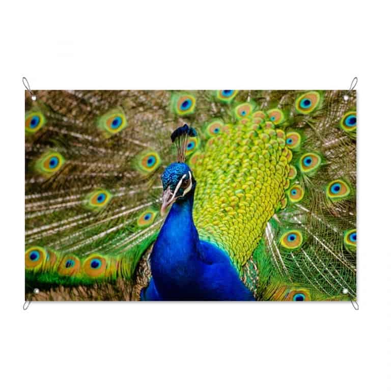 Tuinposter Elegante veren
