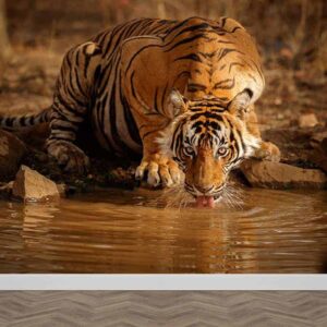 Fotobehang drinkende tijger