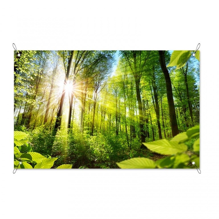 tuinposter Zonnig bos