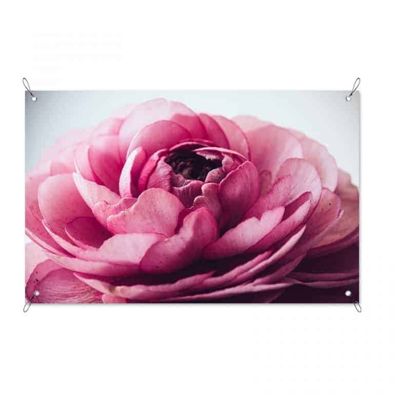 Tuinposter Roze pioenroos