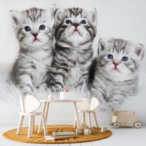 fotobehang Kittens grijs wit