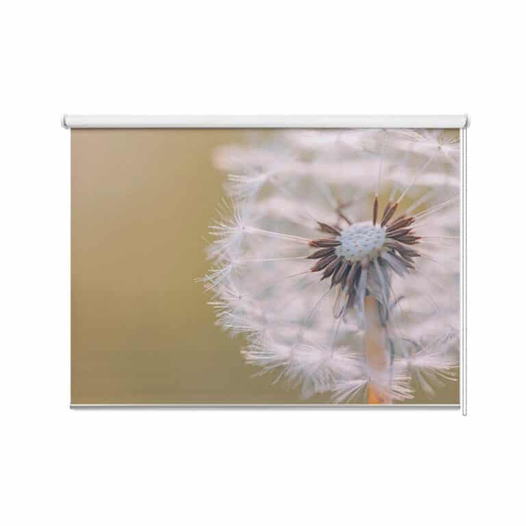 Rolgordijn Close up paardenbloem