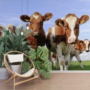 Fotobehang Hollandse koeien