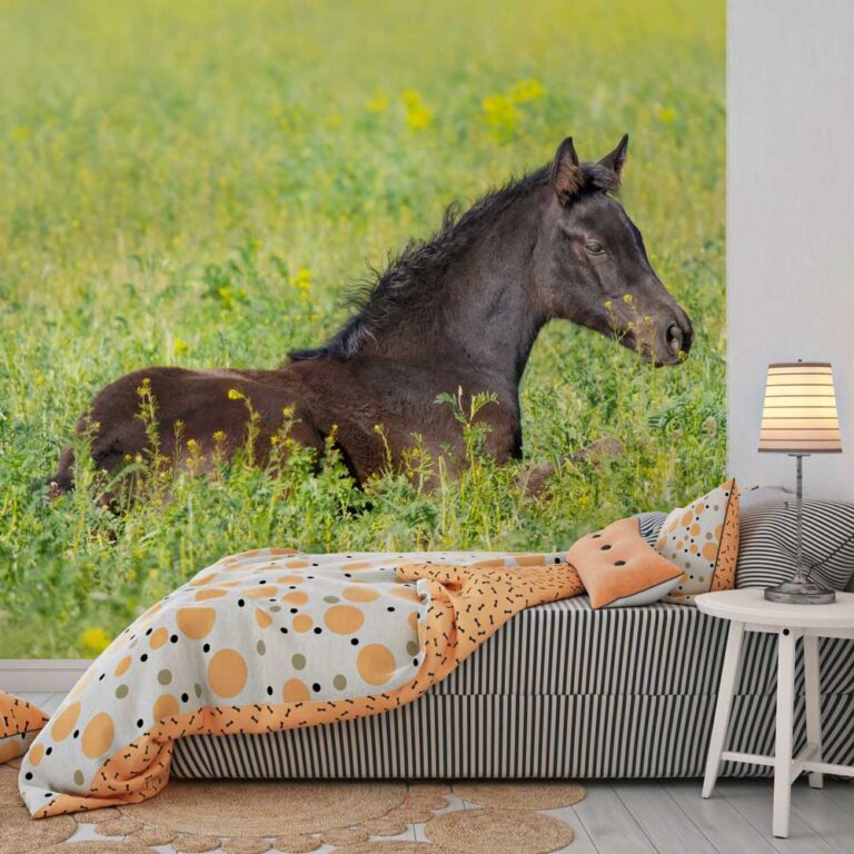 Fotobehang veulen in de wei