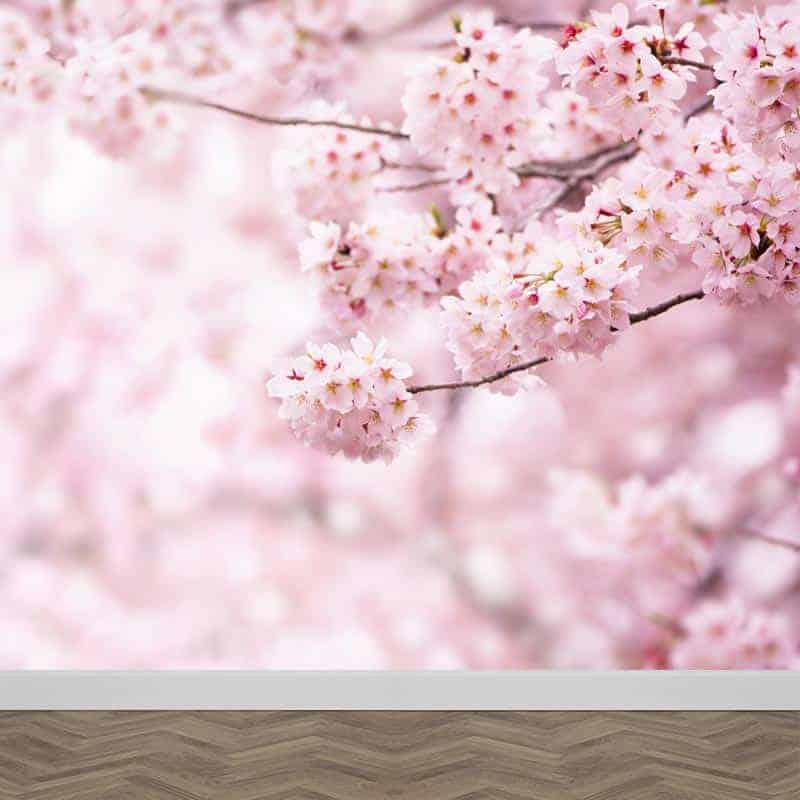 Goede Fotobehang Japanse kers in bloei. Gratis op maat gemaakt. YouPri.nl EC-25