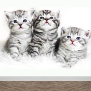 fotobehang 3 Kittens