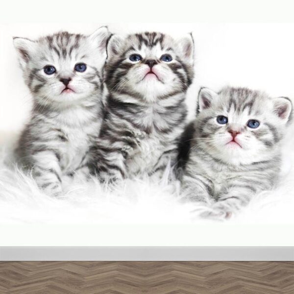 fotobehang Kittens grijs wit