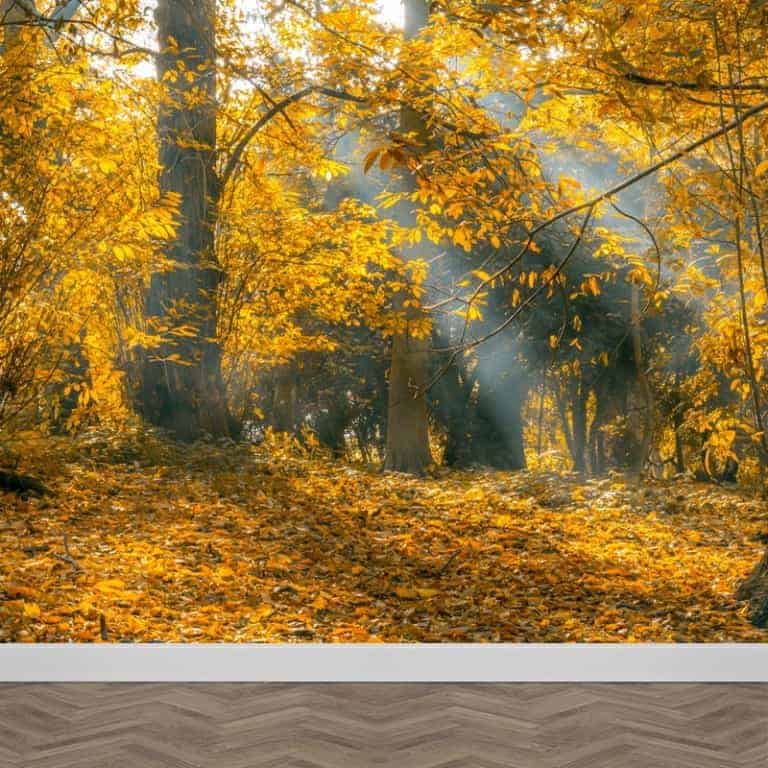 Fotobehang Zonnestralen In Herfstbos Op Maat Gratis Drukproef Youpri Nl