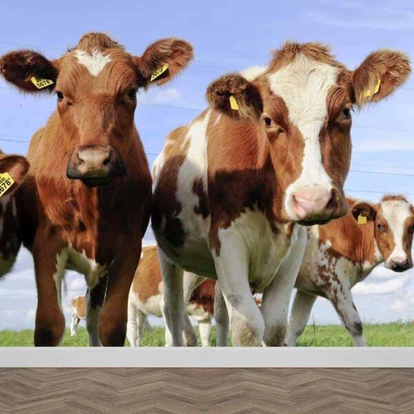 Fotobehang Hollandse koeien