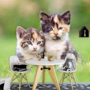 Fotobehang kittens