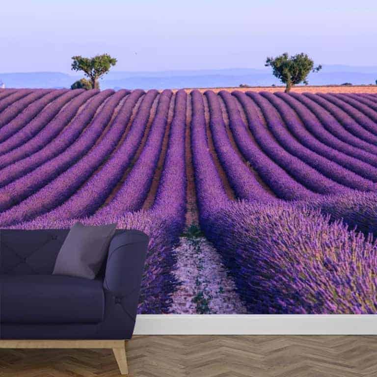 fotobehang Lavendelveld