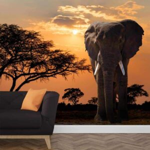 fotobehang olifant in avondschemer