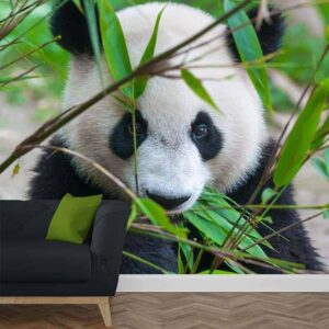Fotobehang schattige reuzenpanda