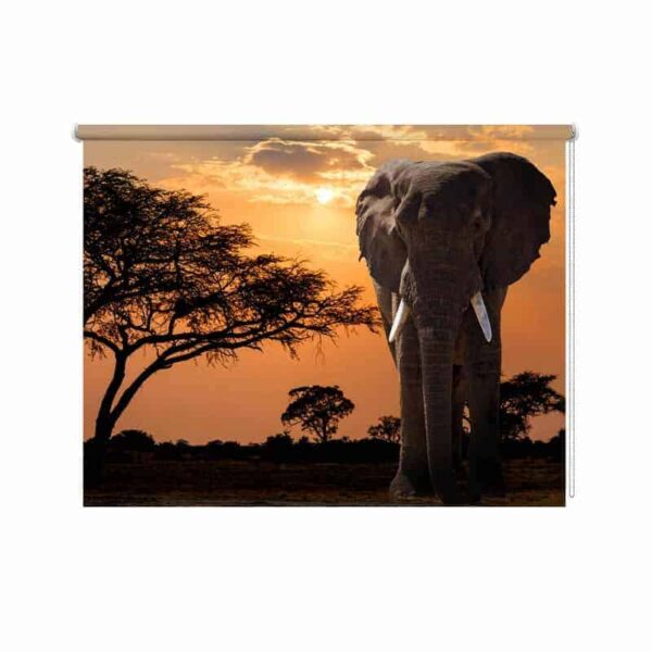 Rolgordijn olifant in avondschemering