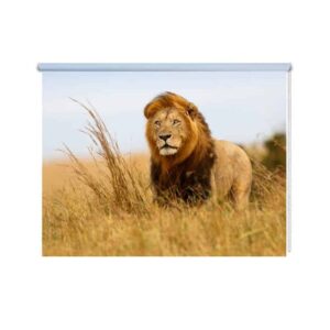 Rolgordijn Leeuw in Afrika
