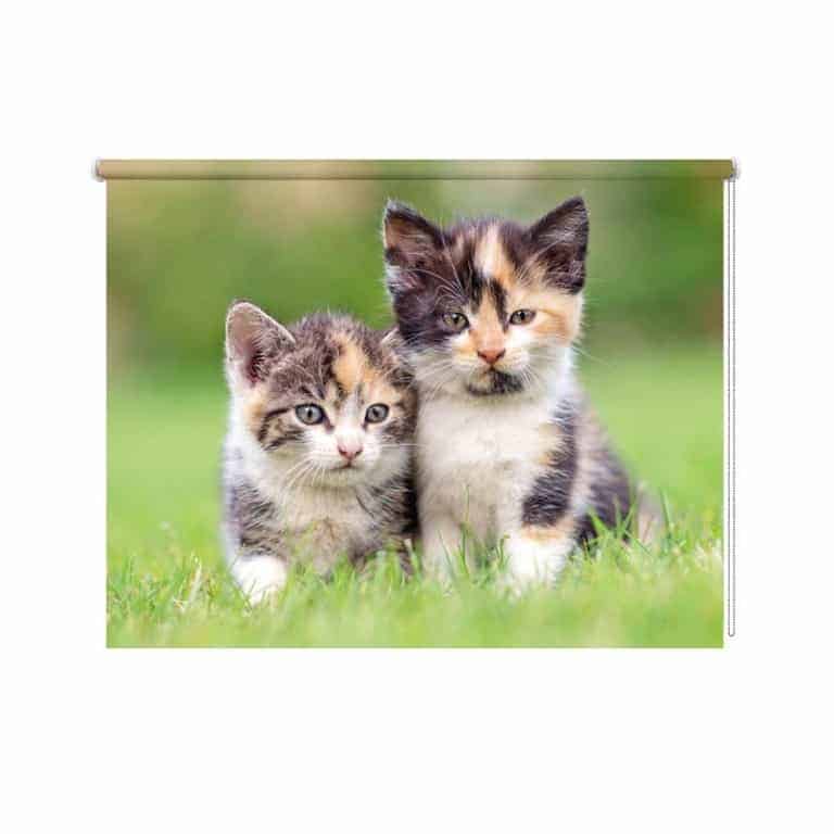 rolgordijn kittens