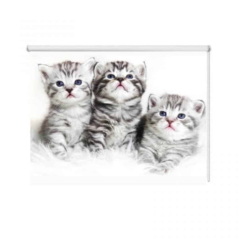 rolgordijn 3 Kittens