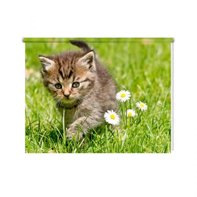 rolgordijn kitten