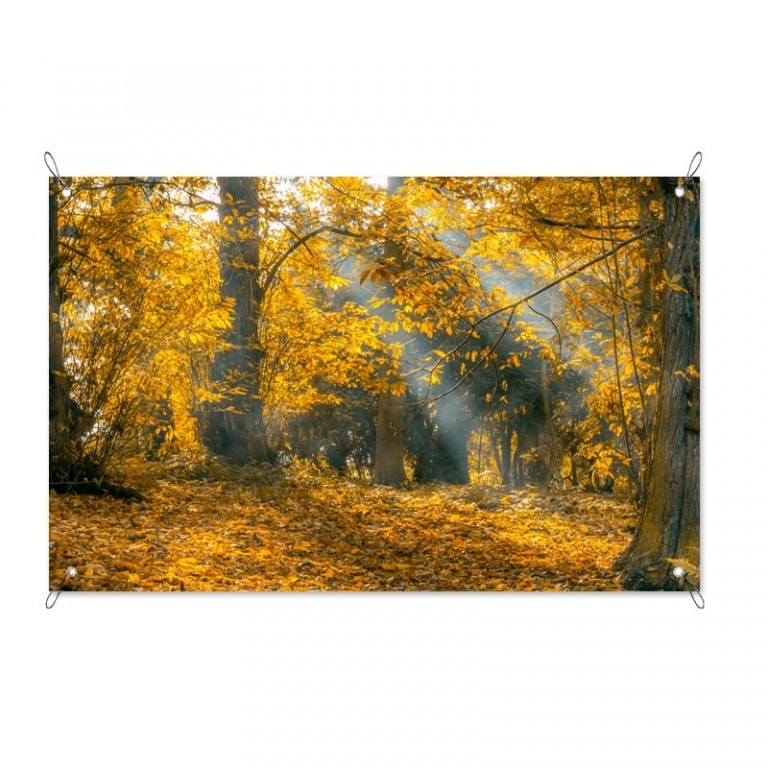 Tuinposter zonnestralen in het bos