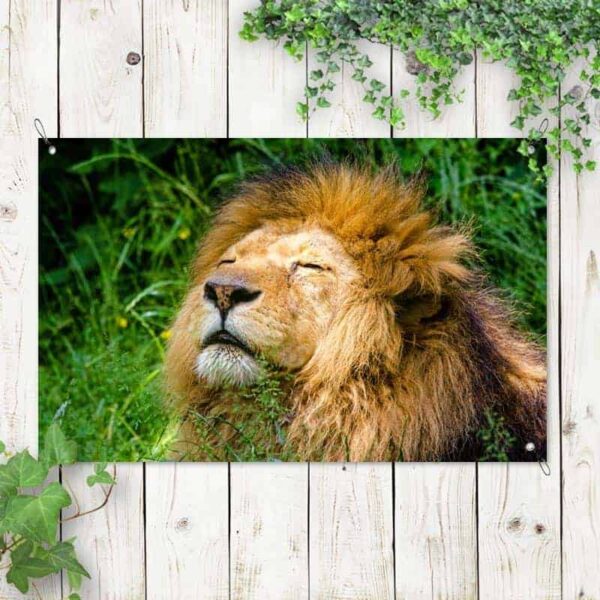 Tuinposter Relaxte leeuw