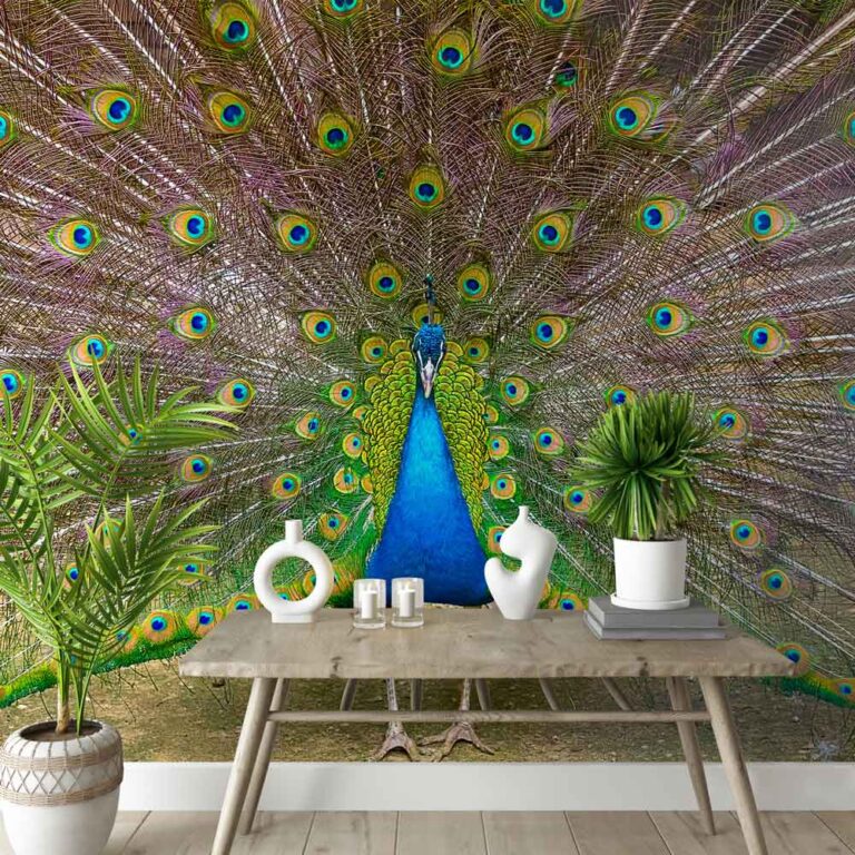 Fotobehang Pauw met verenwaaier