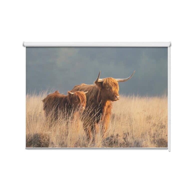 Rolgordijn Schotse hooglander met kalf