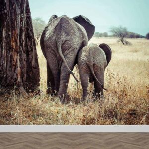 Fotobehang olifant met jong