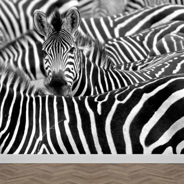 Fotobehang zebra