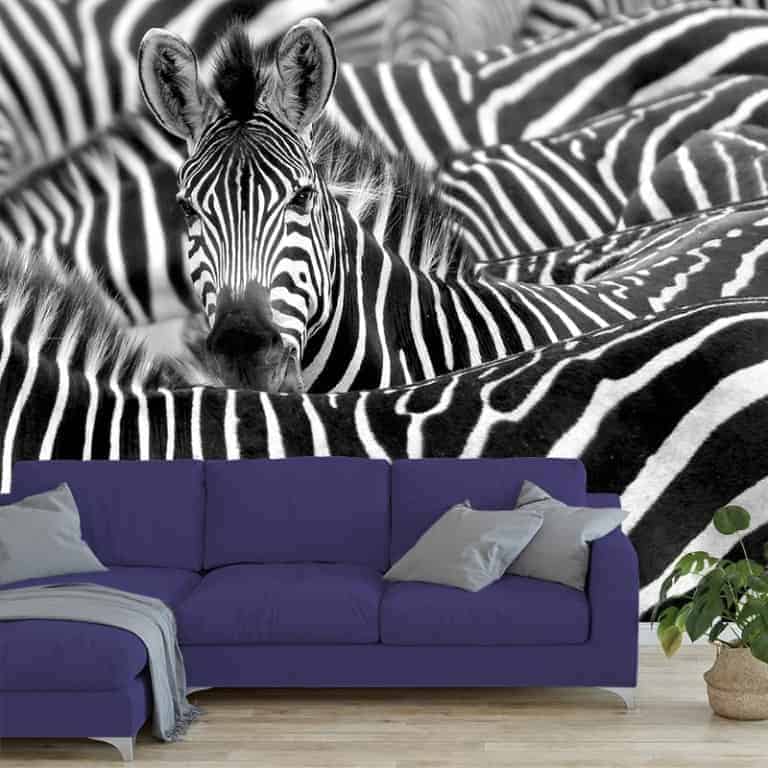 Fotobehang zebra