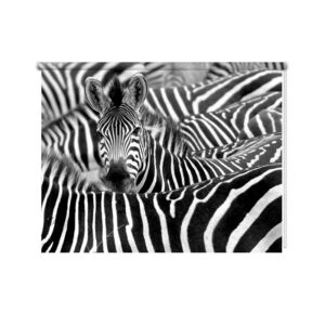 Rolgordijn Zebra