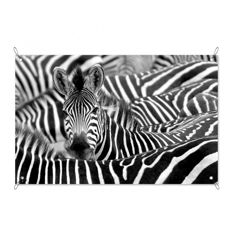 Tuinposter Zebra