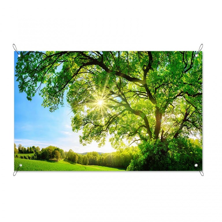 Tuinposter boom in de zon