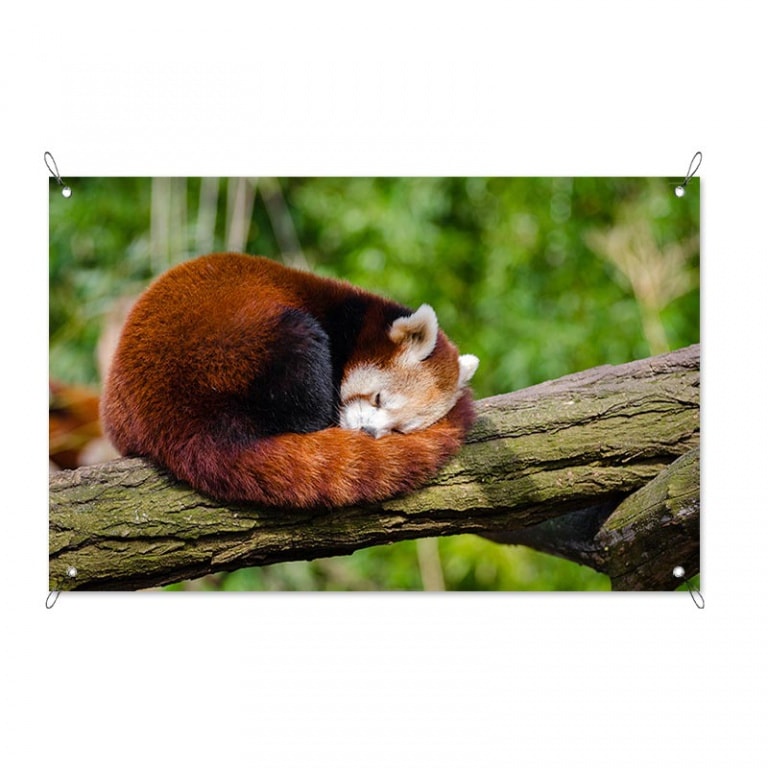 Tuinposter Rode pandabeer op tak