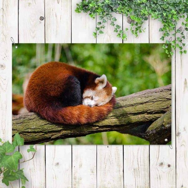 Tuinposter Rode pandabeer op tak