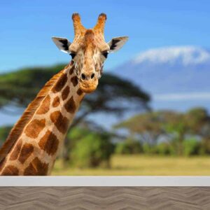 Fotobehang Giraffe voor Kilimanjaro