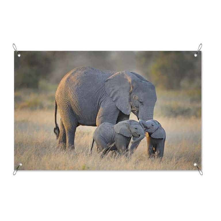 Tuinposter Olifanten familie