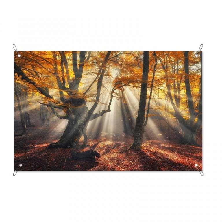 Tuinposter Zon in het herfstbos