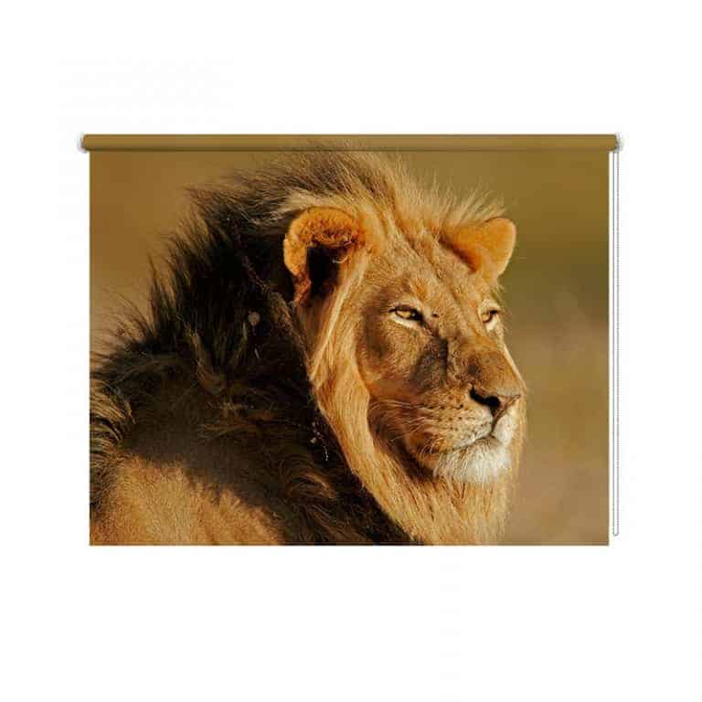 Rolgordijn Luie leeuw